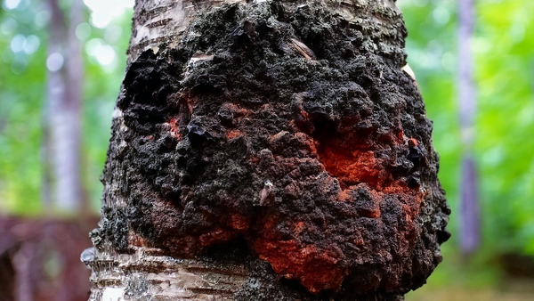 Chaga, the charred-looking growth that forms on birch trees, scraped and brewed for nine hundred years.