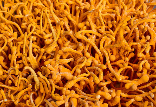 Cordyceps