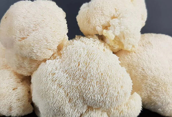 Lion's Mane