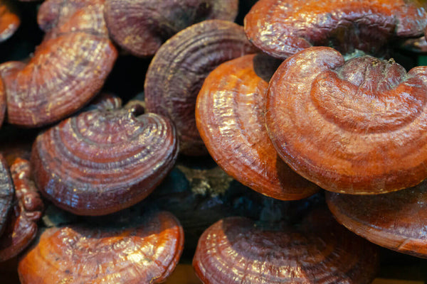 Reishi