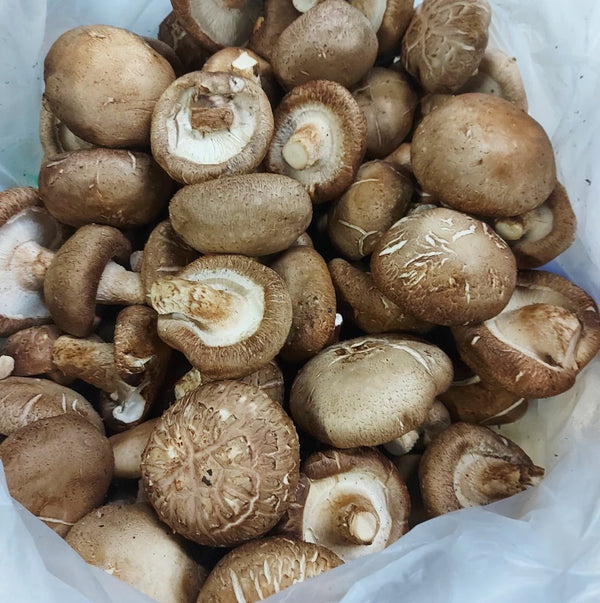 Shiitake